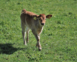 Sapi anakan 1